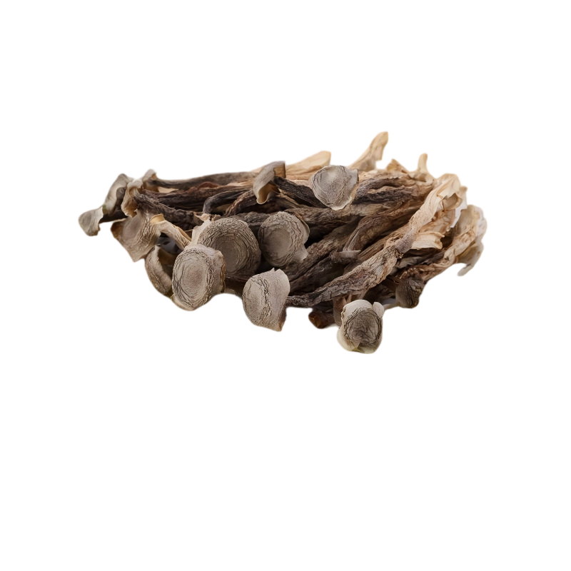 鹿茸菇